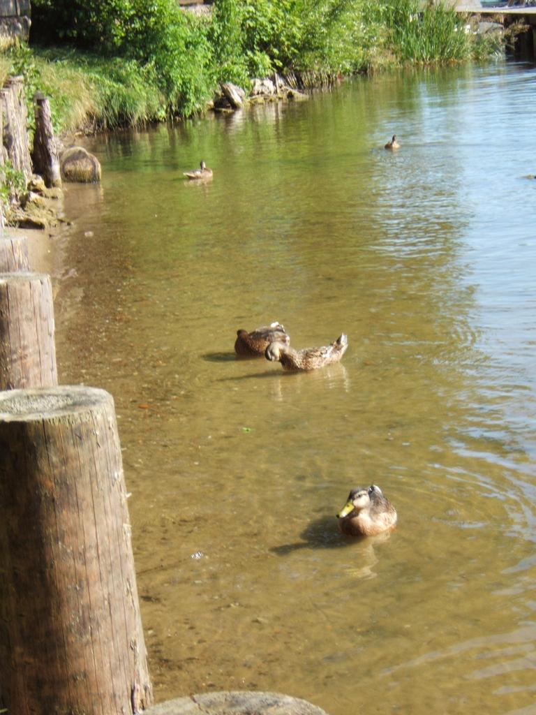 DSCF1371.JPG