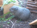 DSCF3960.JPG