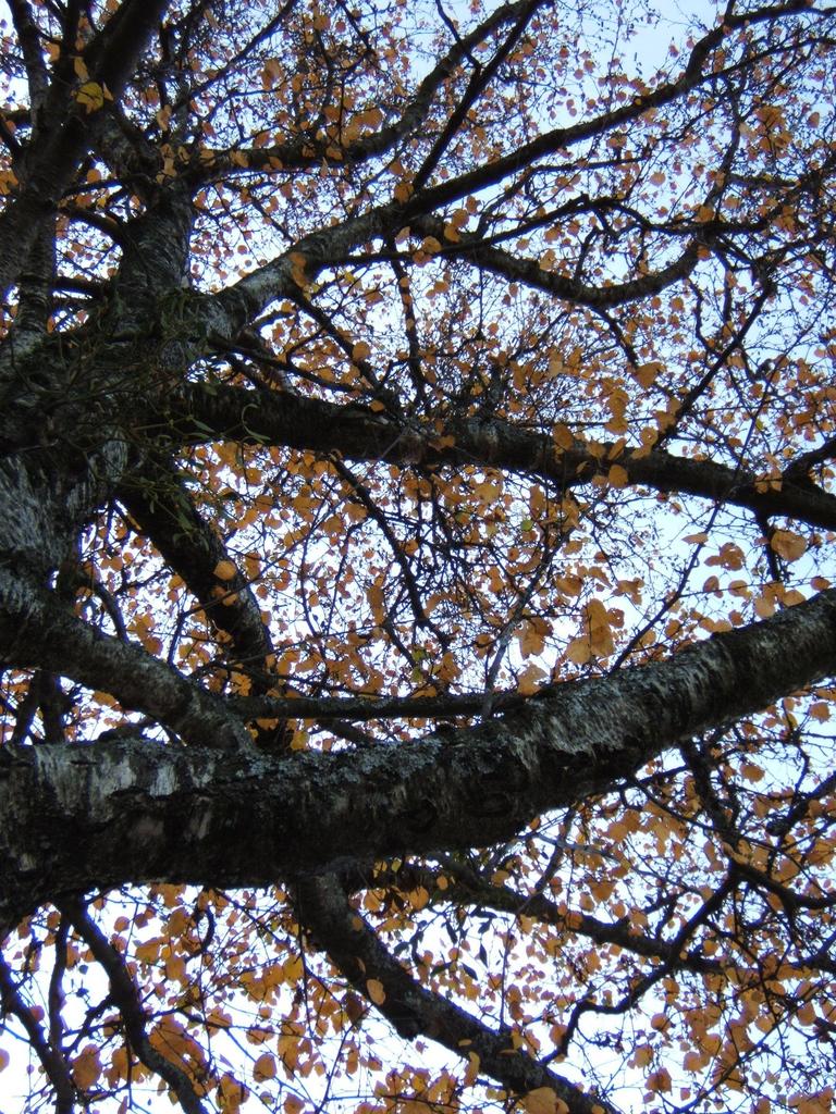 DSCF1688.JPG